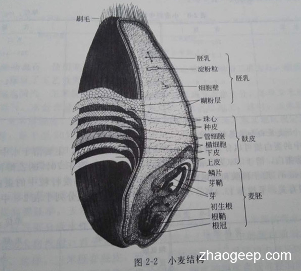 液壓榨油機(jī)二次壓榨小麥胚制油工藝