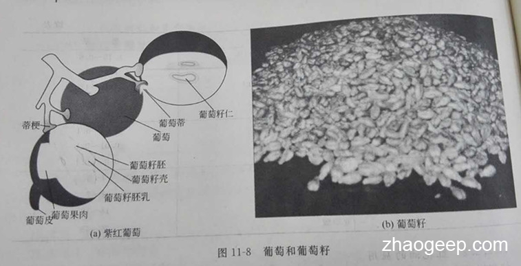 兆格環(huán)保液壓榨油機(jī)制取葡萄籽油工藝