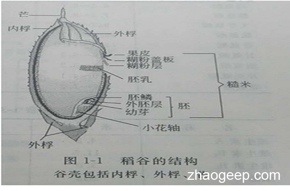 兆格分享：液壓榨油機(jī)壓榨米糠制油工藝