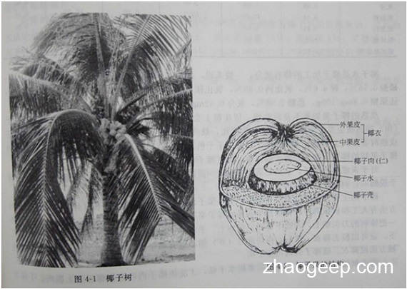 兆格分享：液壓榨油機(jī)壓榨椰子油的應(yīng)用